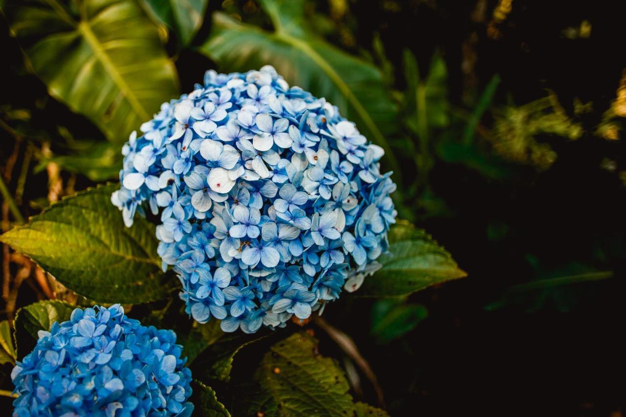 Sitio Hortensias Chales *